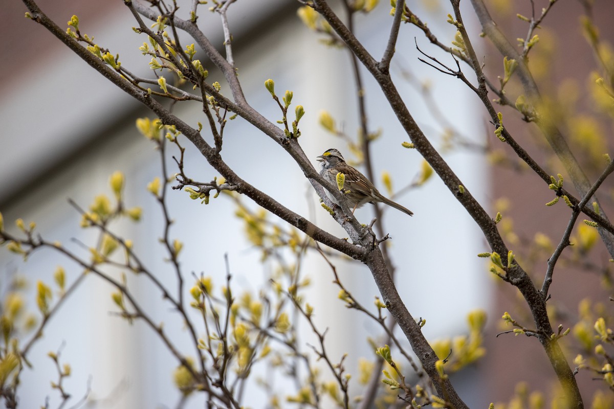 White-throated Sparrow - ML331059461