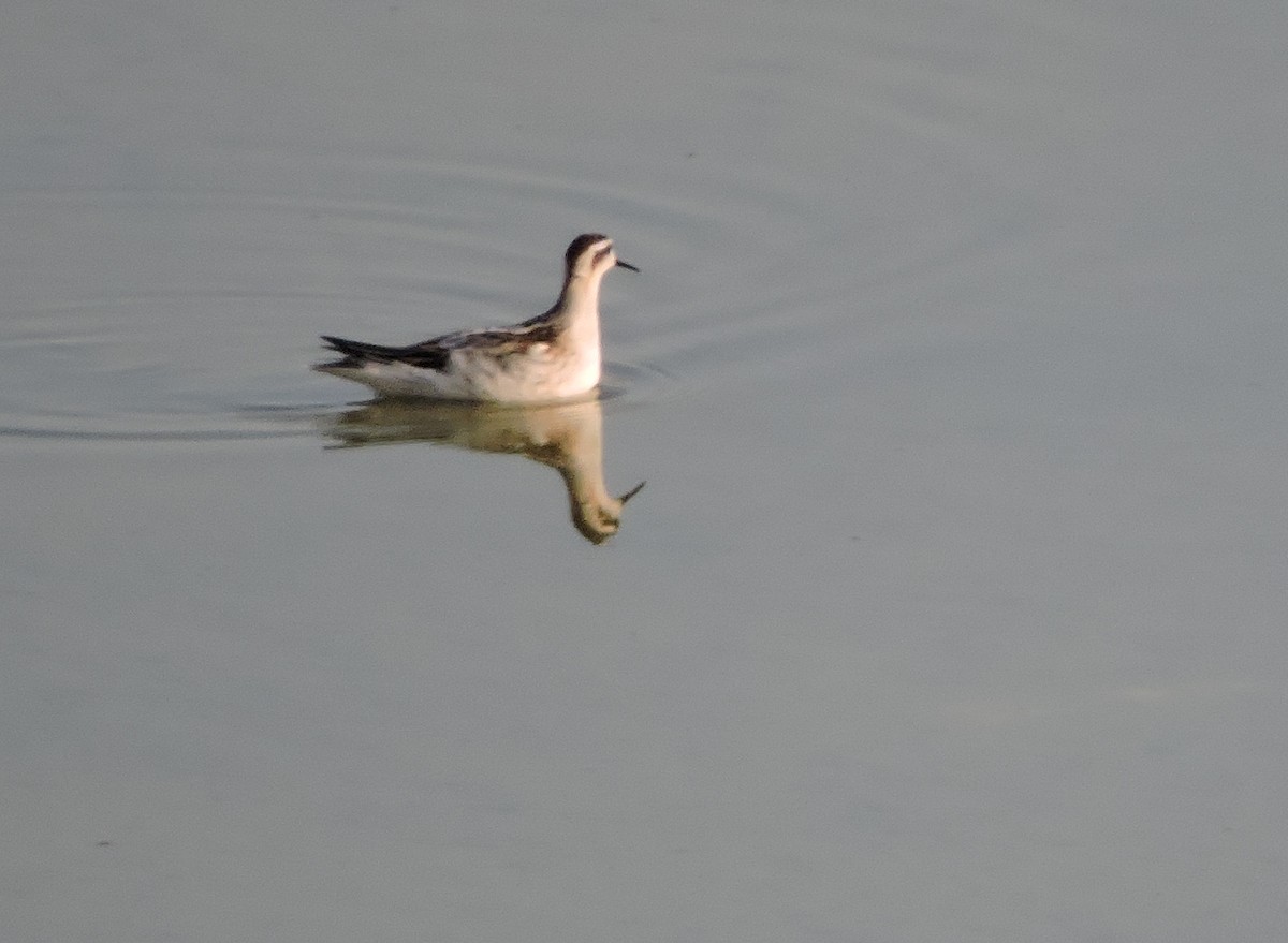 Red-necked Phalarope - ML33106151