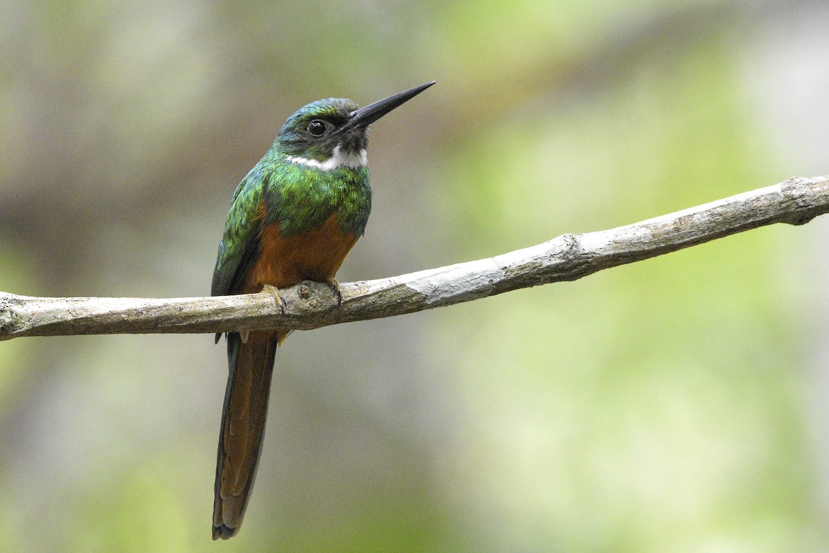 Rufous-tailed Jacamar - ML331062591