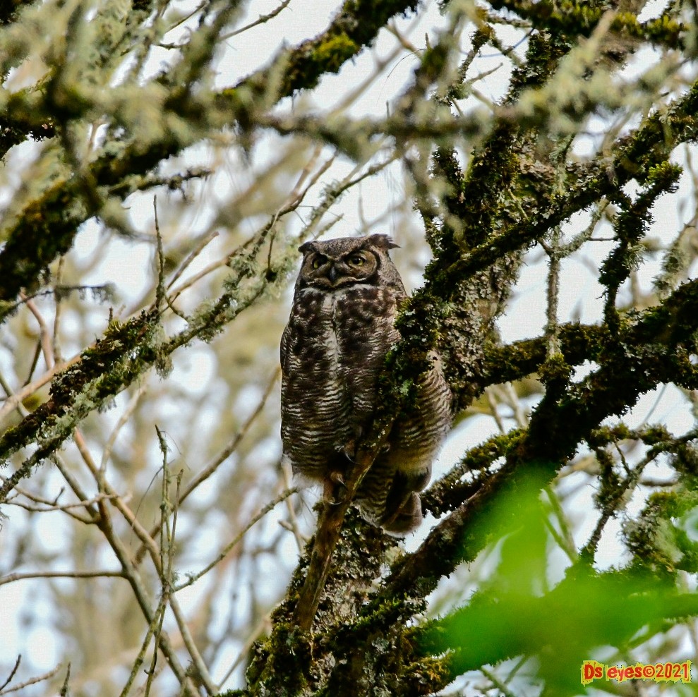 Great Horned Owl - Derik Wheeldon