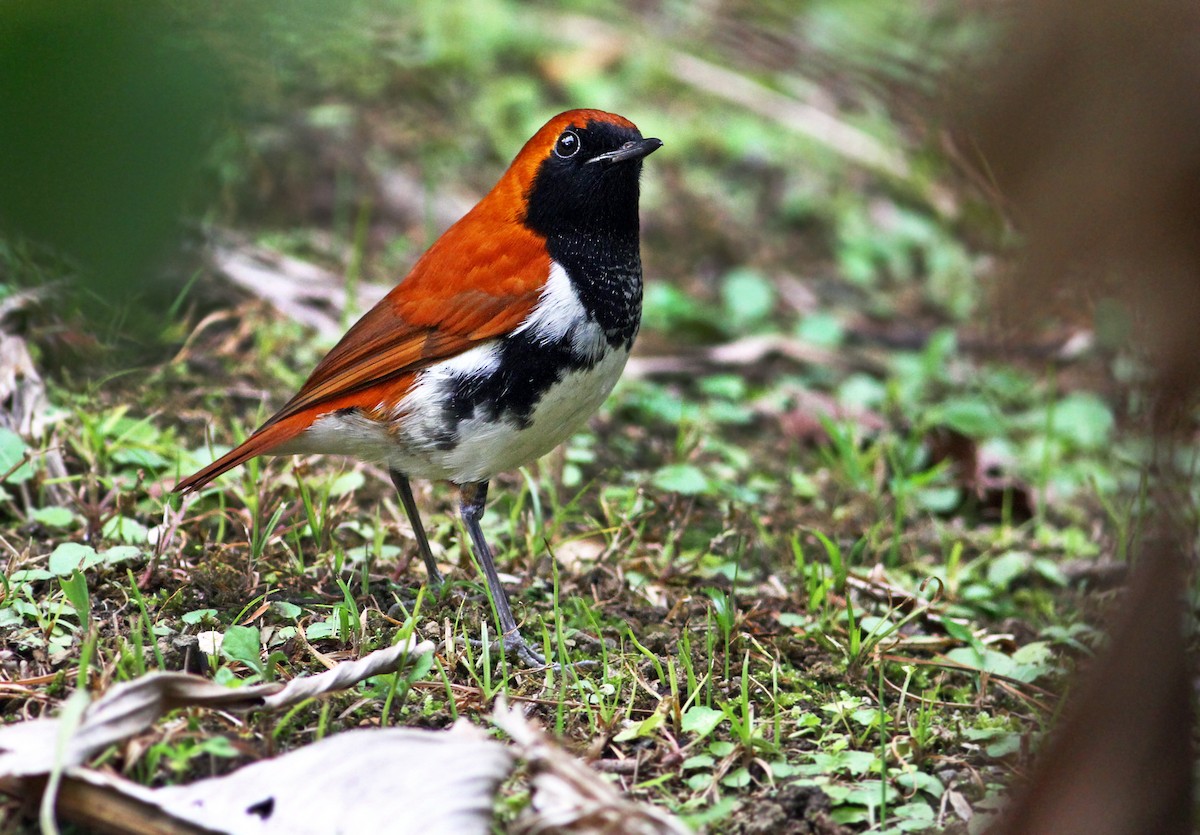 Ryukyu Robin - Andrew Spencer