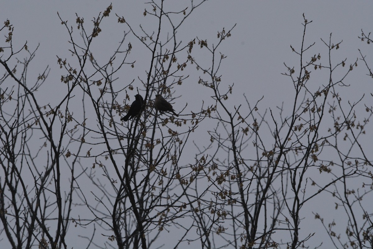 Brown-headed Cowbird - ML331063701