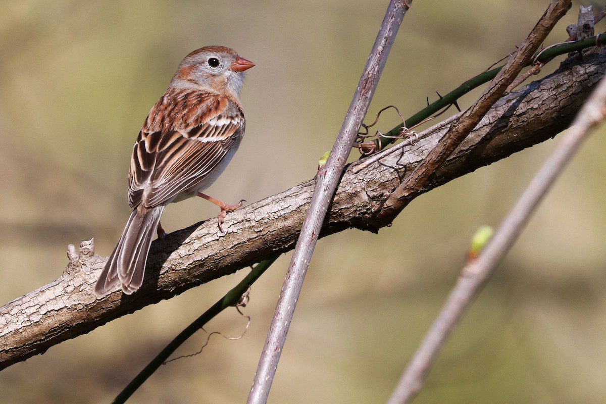 Field Sparrow - ML331063931