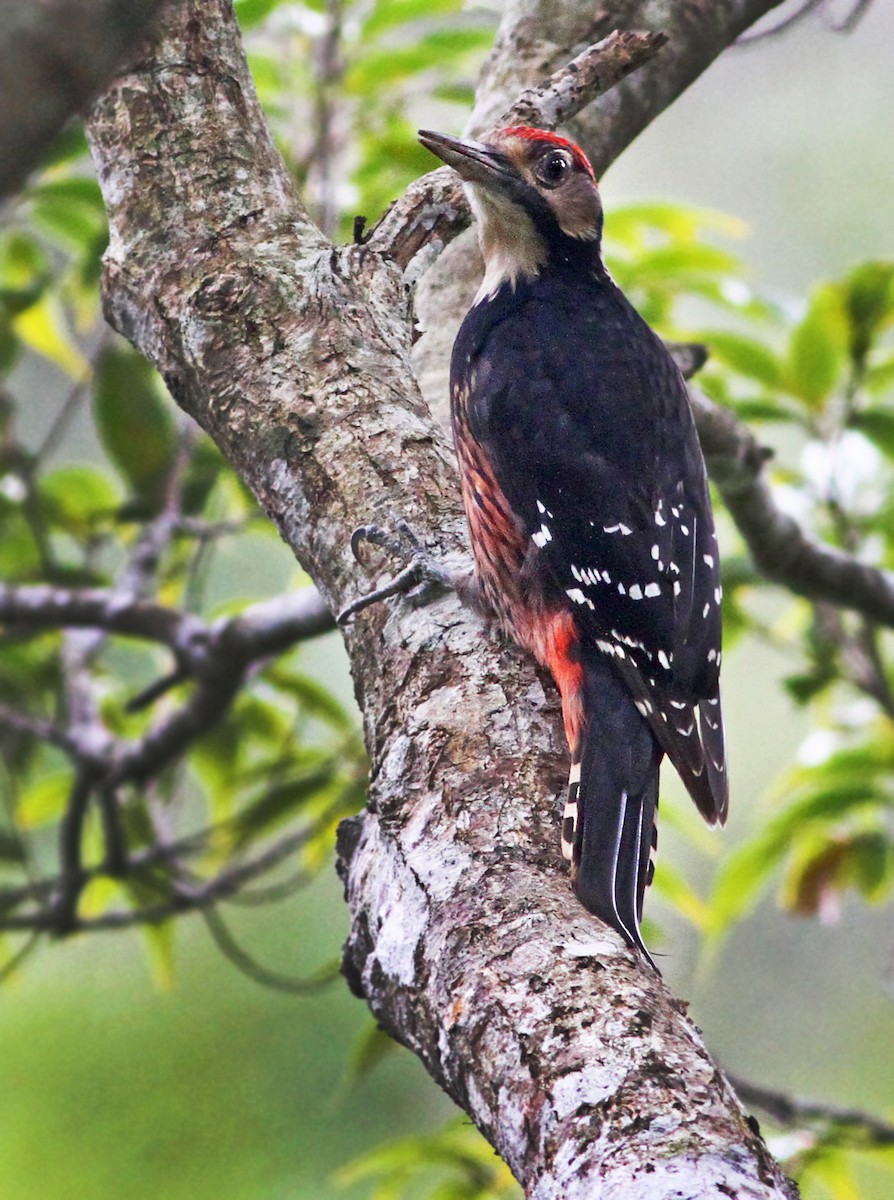 White-backed Woodpecker - ML33106411