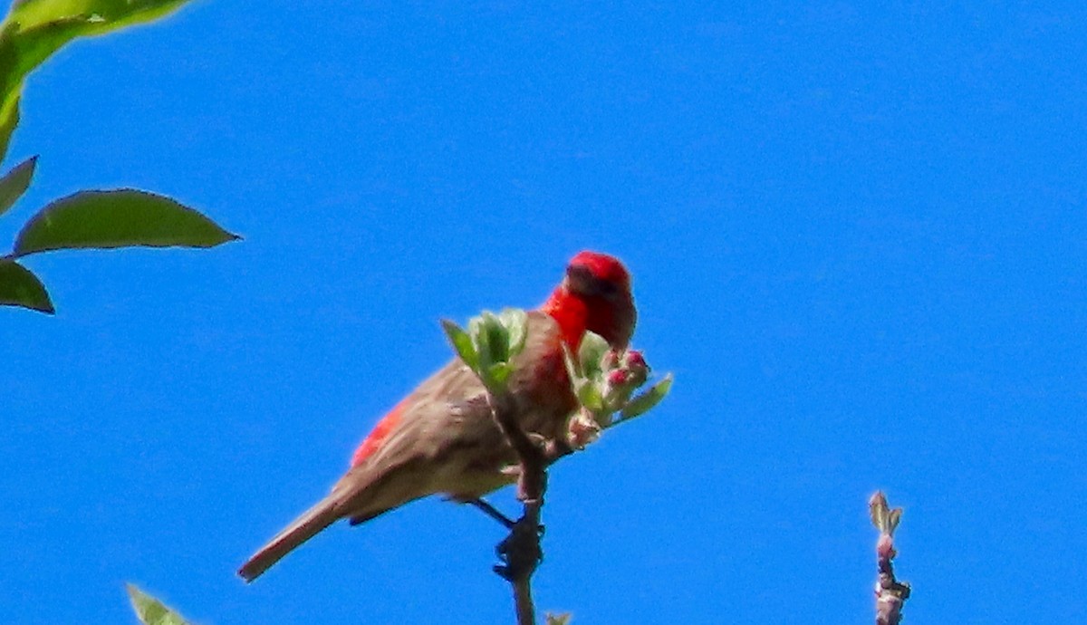 House Finch - ML331064191