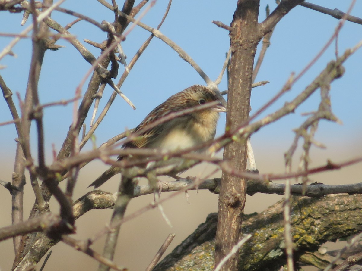 Grasshopper Sparrow - ML331064391