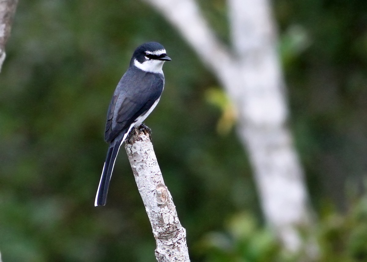 Ryukyu Minivet - Andrew Spencer