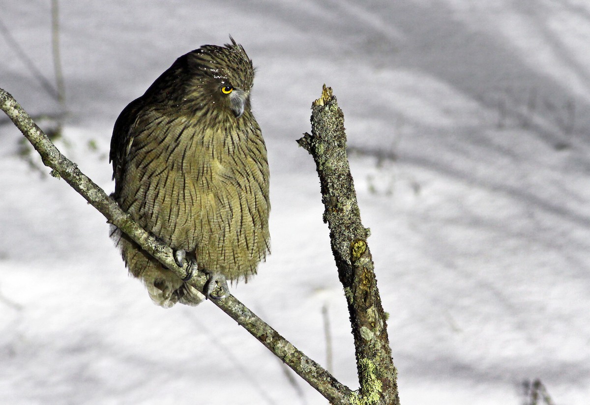 Blakiston's Fish-Owl - Andrew Spencer