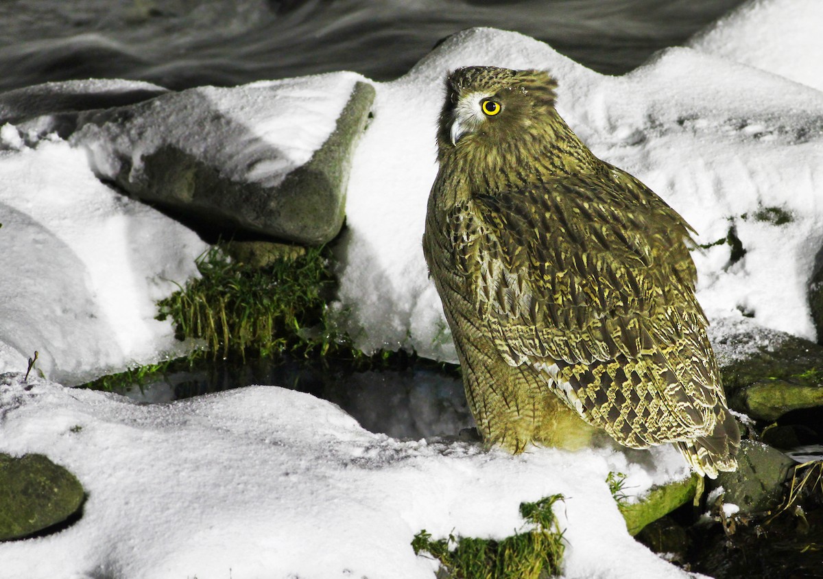 Blakiston's Fish-Owl - Andrew Spencer