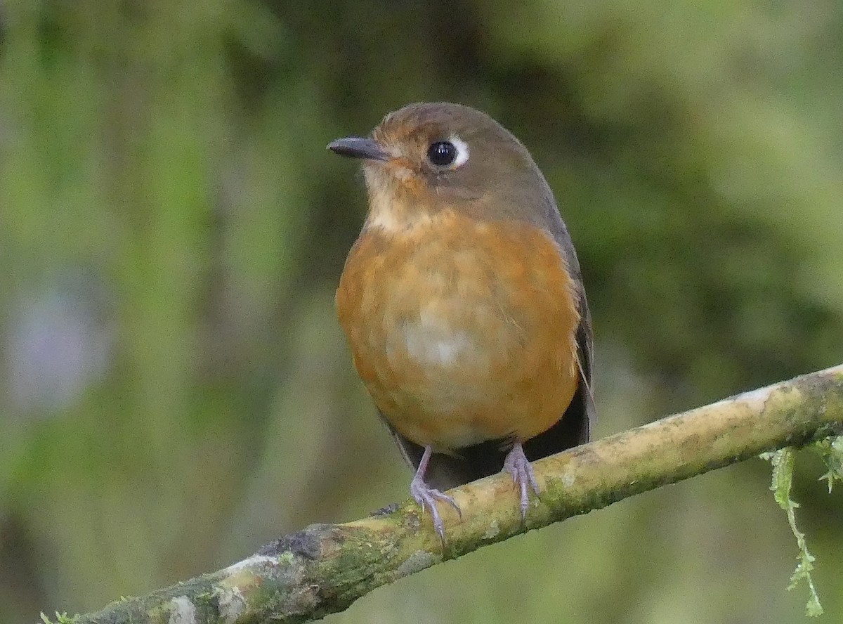 Leymebamba Antpitta - ML331066091