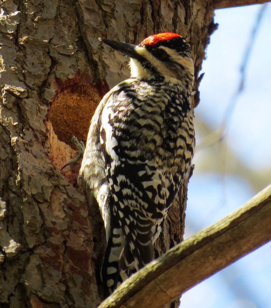 Yellow-bellied Sapsucker - ML331068201