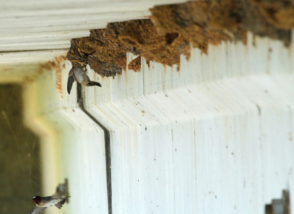 Cliff Swallow - ML331068291