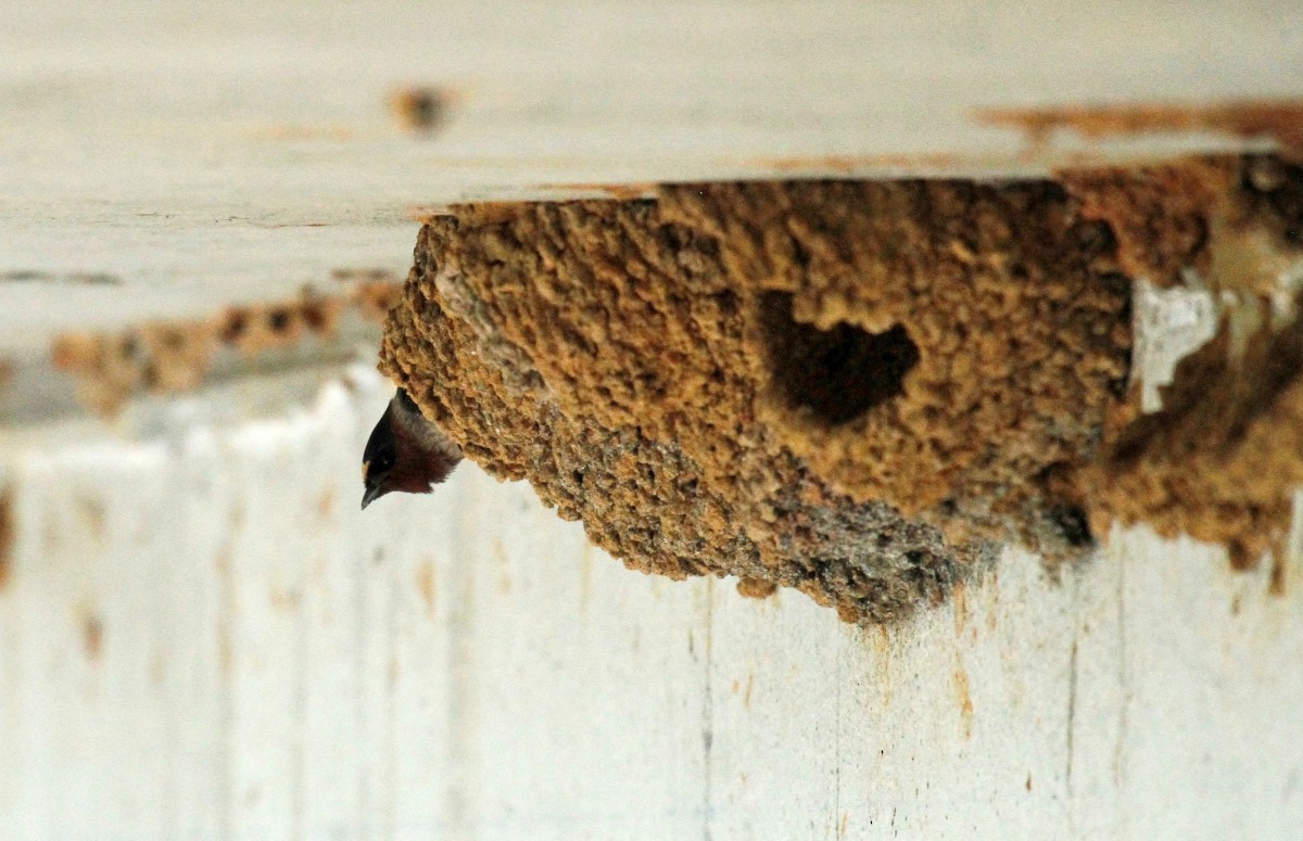 Cliff Swallow - ML331068301