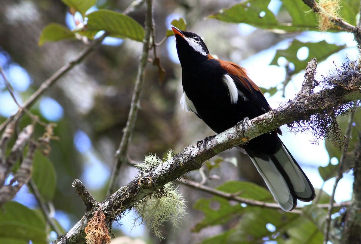 White-eared Solitaire - Andrew Spencer