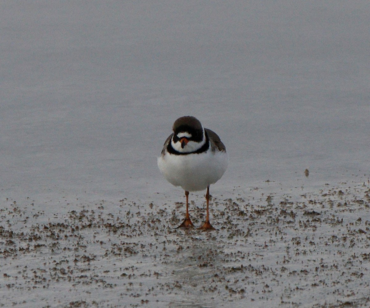 Semipalmated Plover - ML331070361