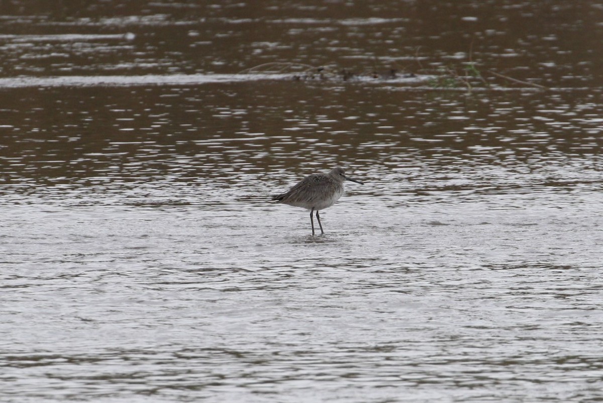 Willet (Western) - ML331070861