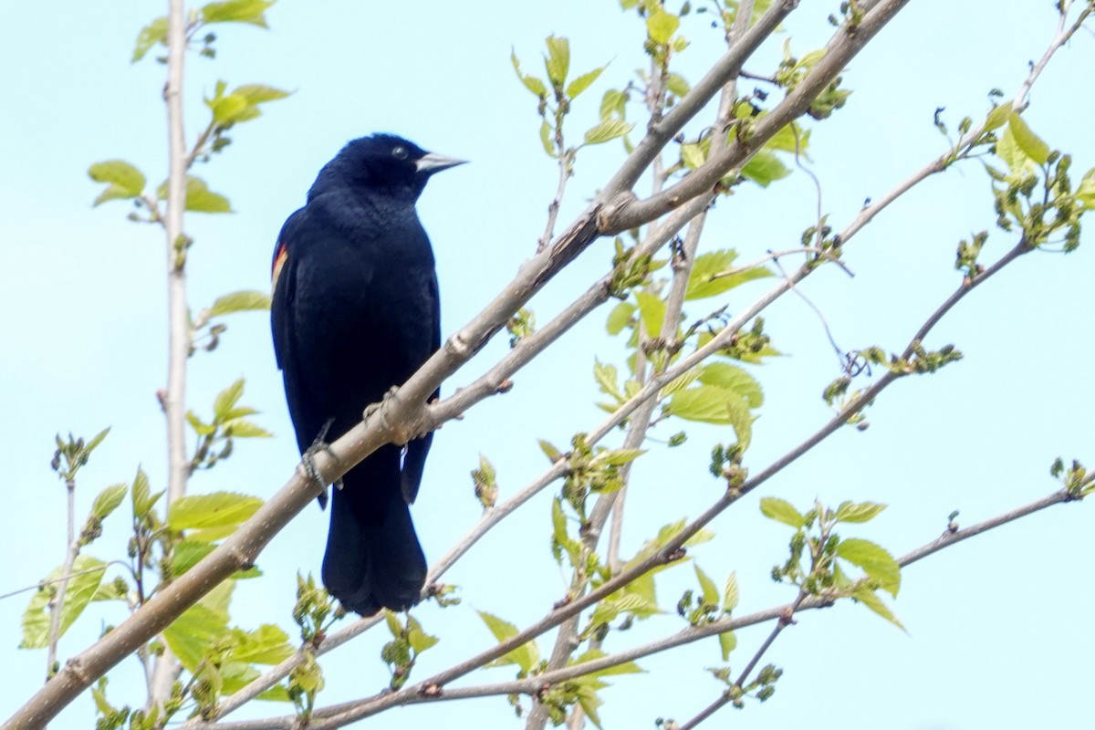 Red-winged Blackbird - Linda Hamp