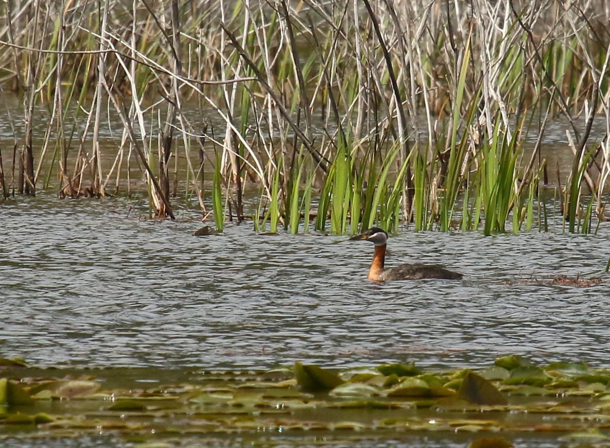 Red-necked Grebe - ML331071231