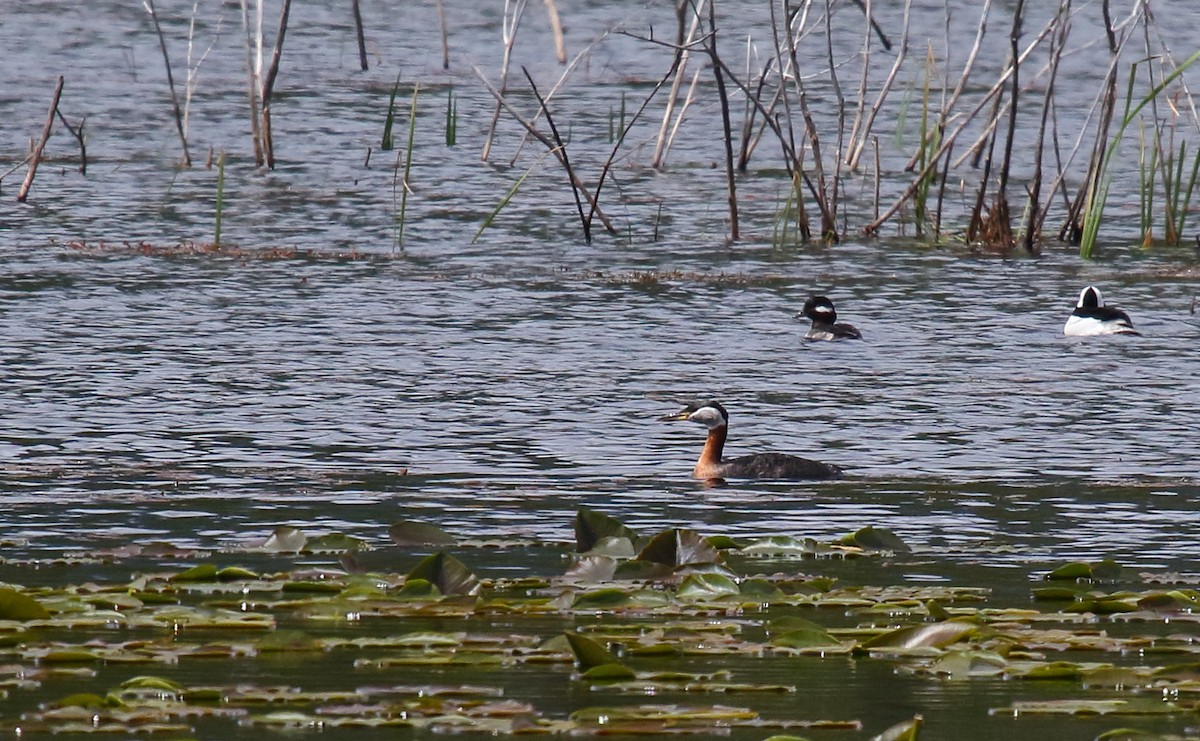 Red-necked Grebe - ML331071241