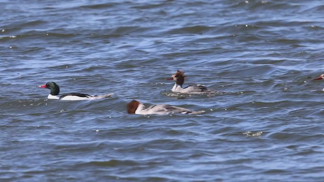 Common Merganser - ML331071331