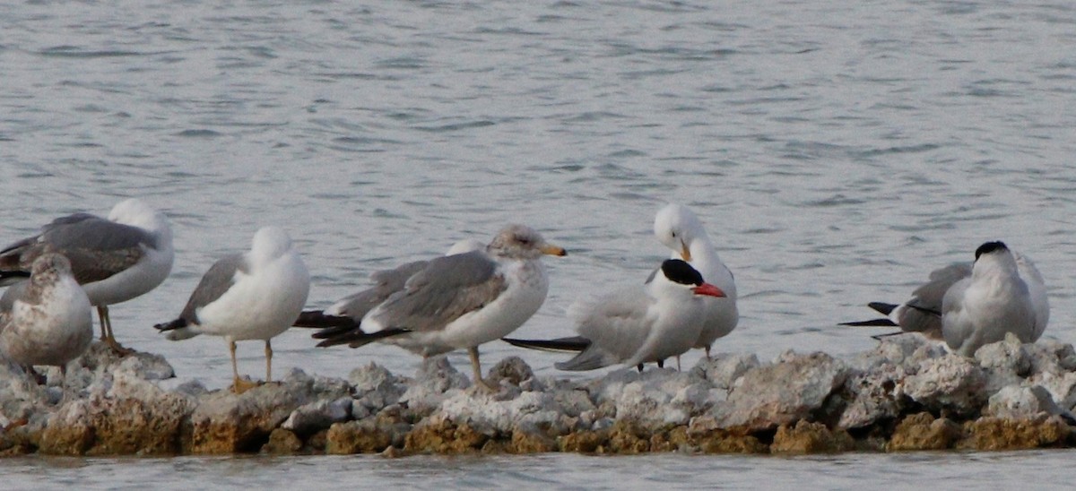 オニアジサシ - ML331072731