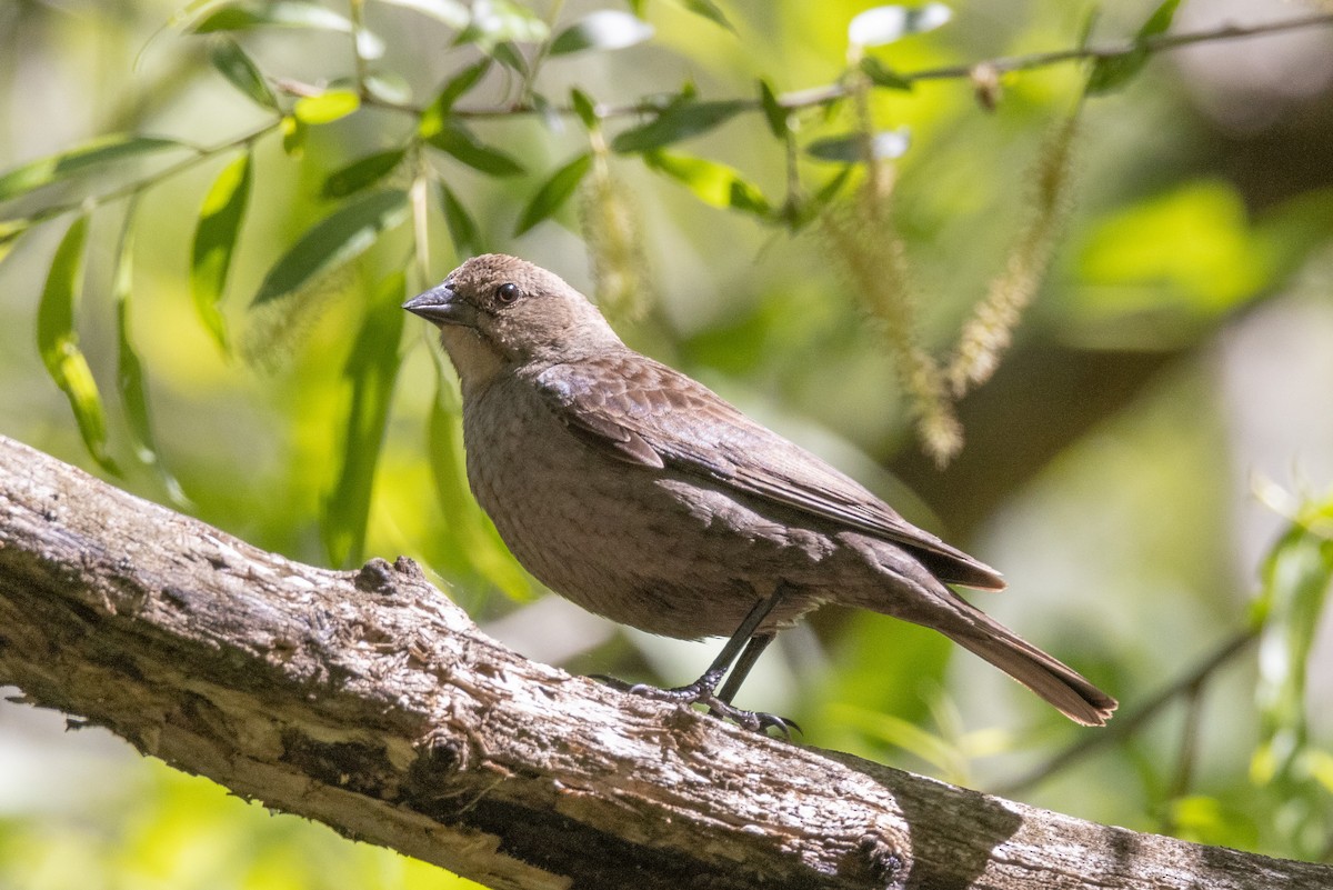 Brown-headed Cowbird - ML331073501