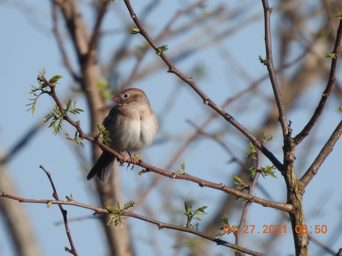 Field Sparrow - ML331074731