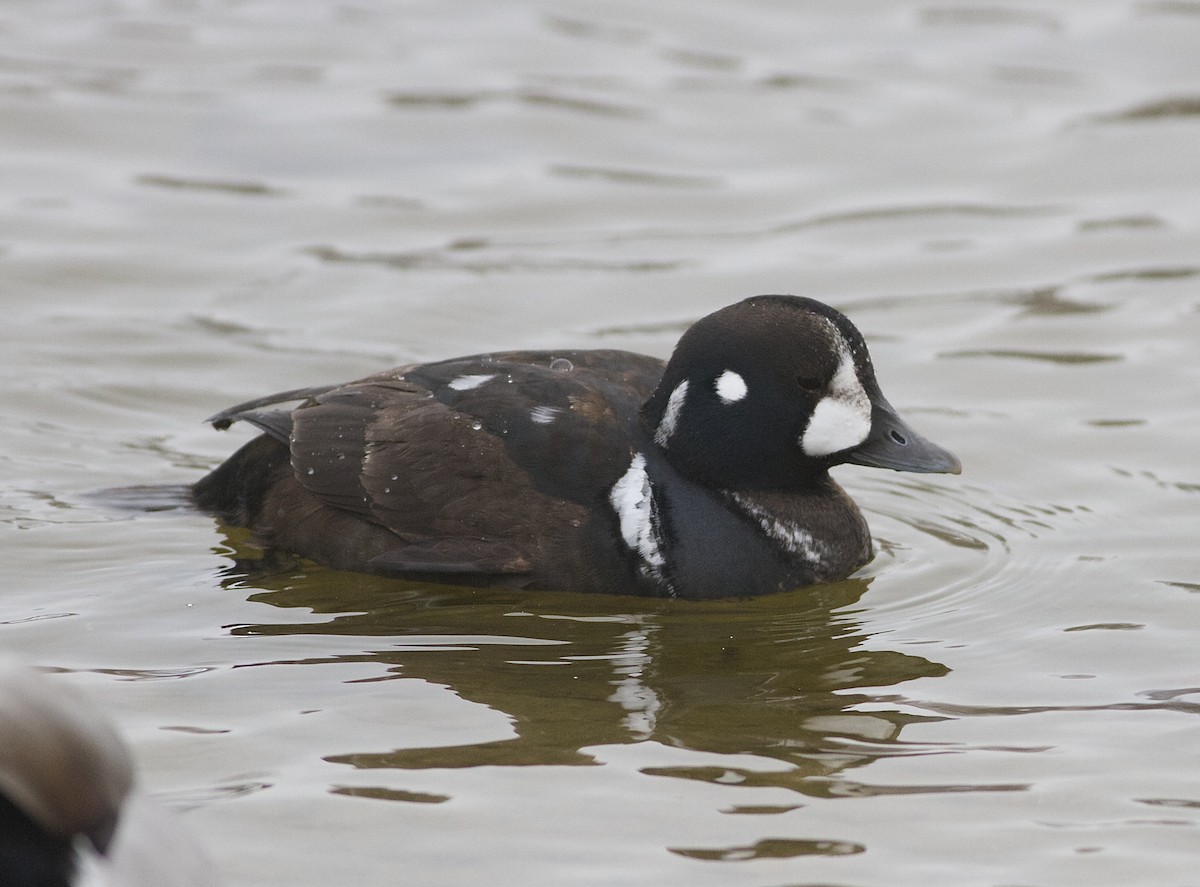 Harlequin Duck - Marc North