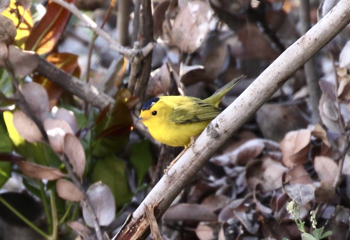 Wilson's Warbler - ML331075191