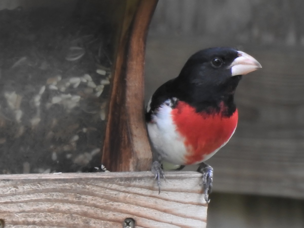 Rose-breasted Grosbeak - Denise Stephens