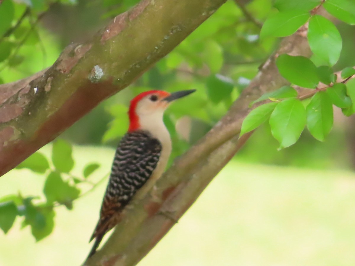 Red-bellied Woodpecker - Fran Loyd