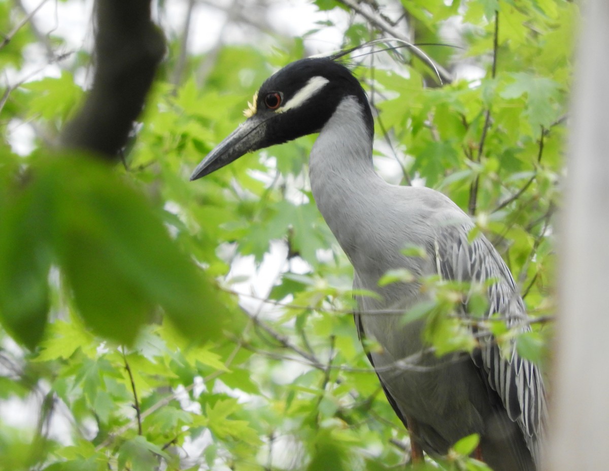 Yellow-crowned Night Heron - Vivek Govind Kumar