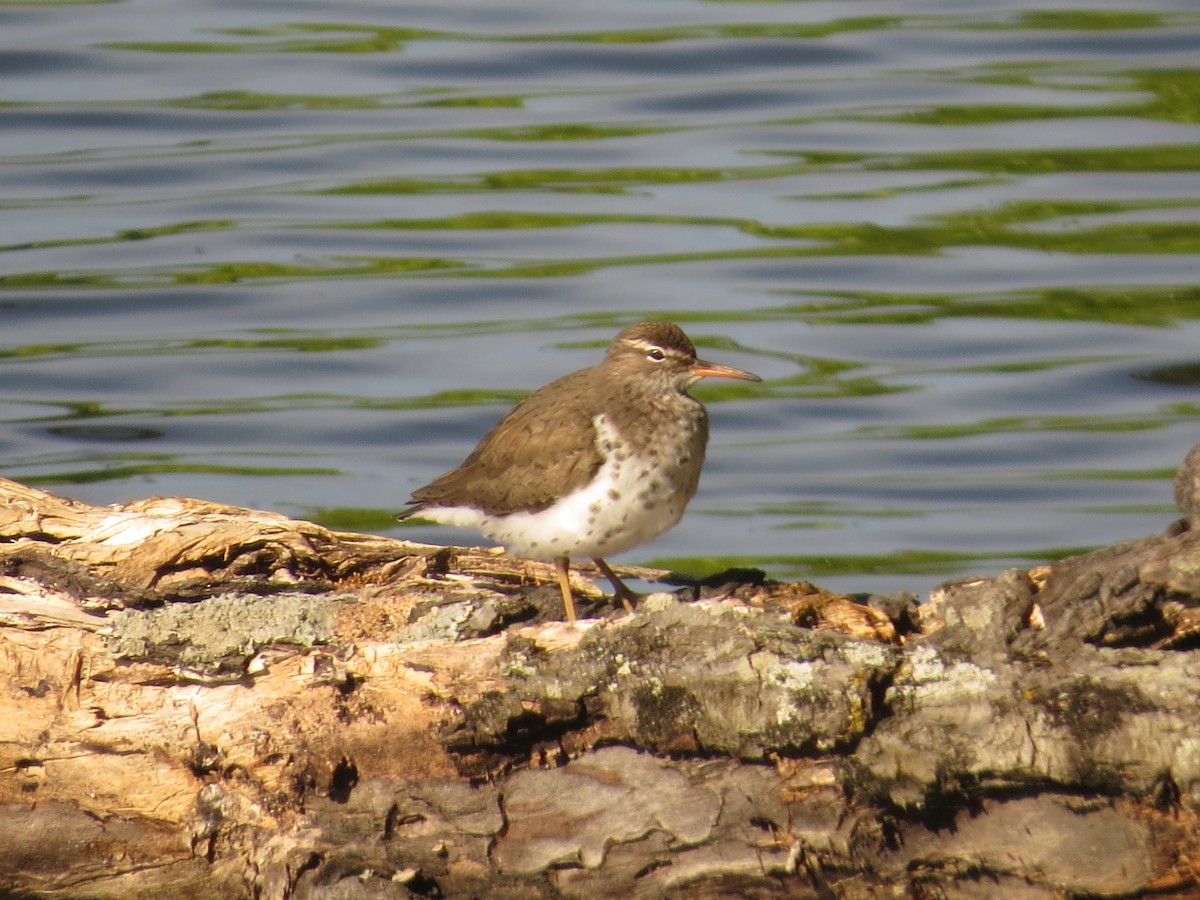 Spotted Sandpiper - ML331079461