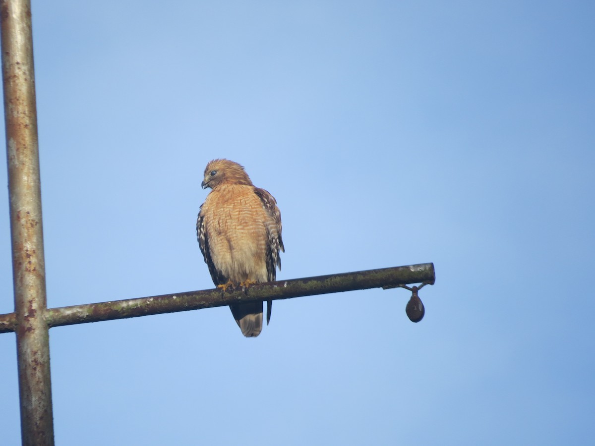 Red-shouldered Hawk - ML331079571
