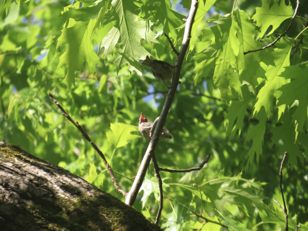 Pine Warbler - ML331079871