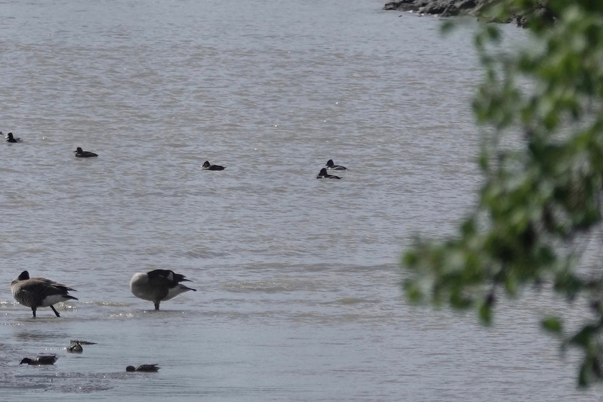 Ring-necked Duck - ML331080851