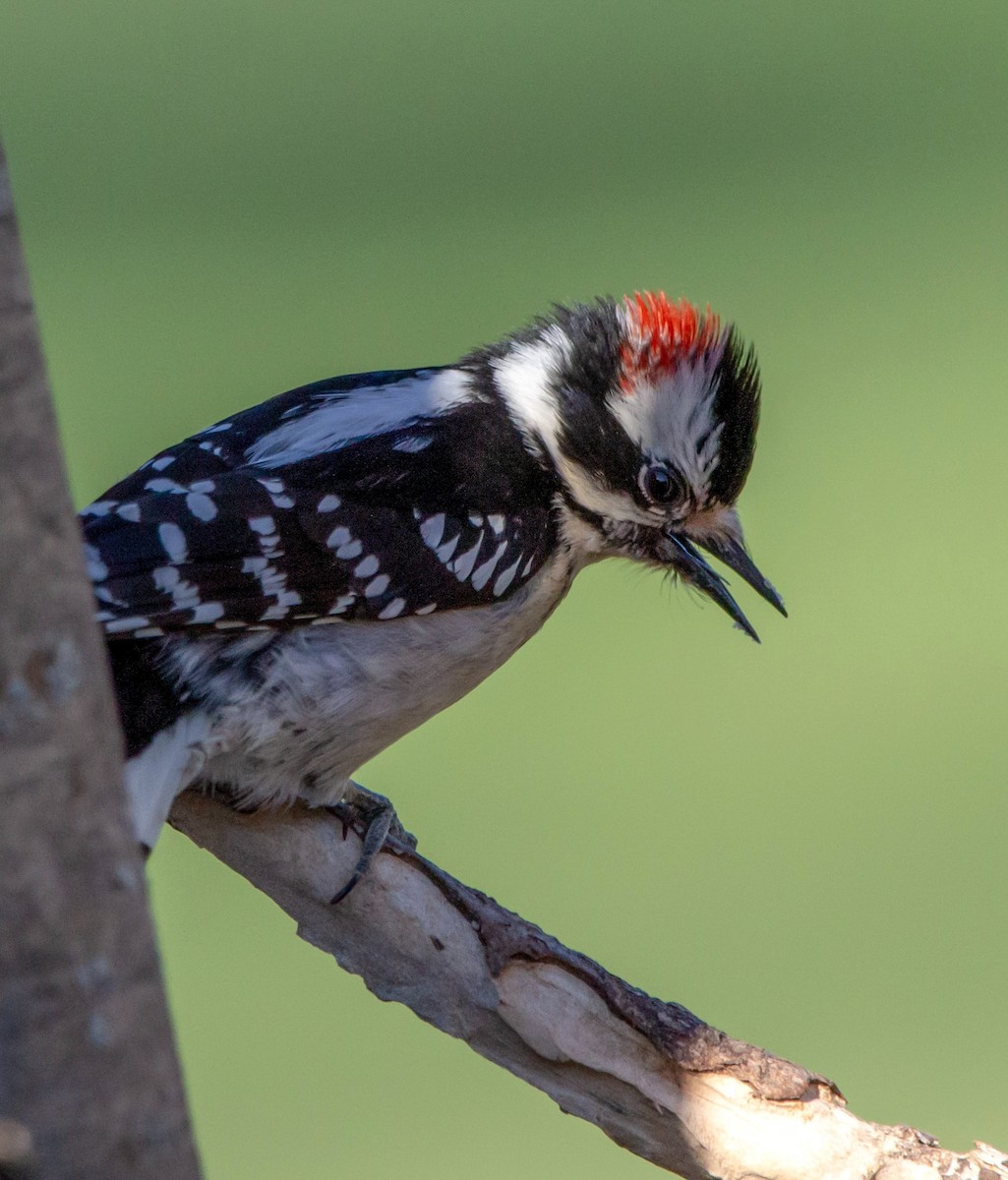 Downy Woodpecker - ML331081171