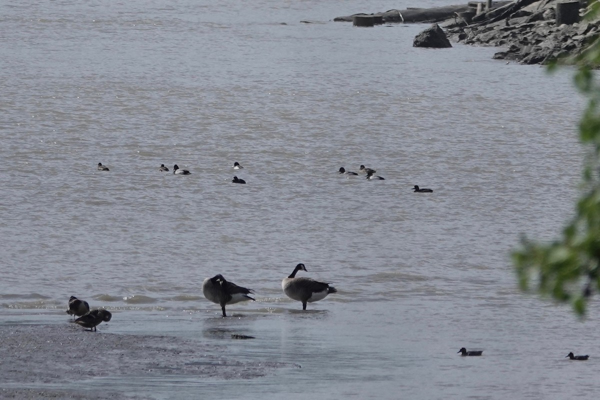 Greater/Lesser Scaup - ML331081181