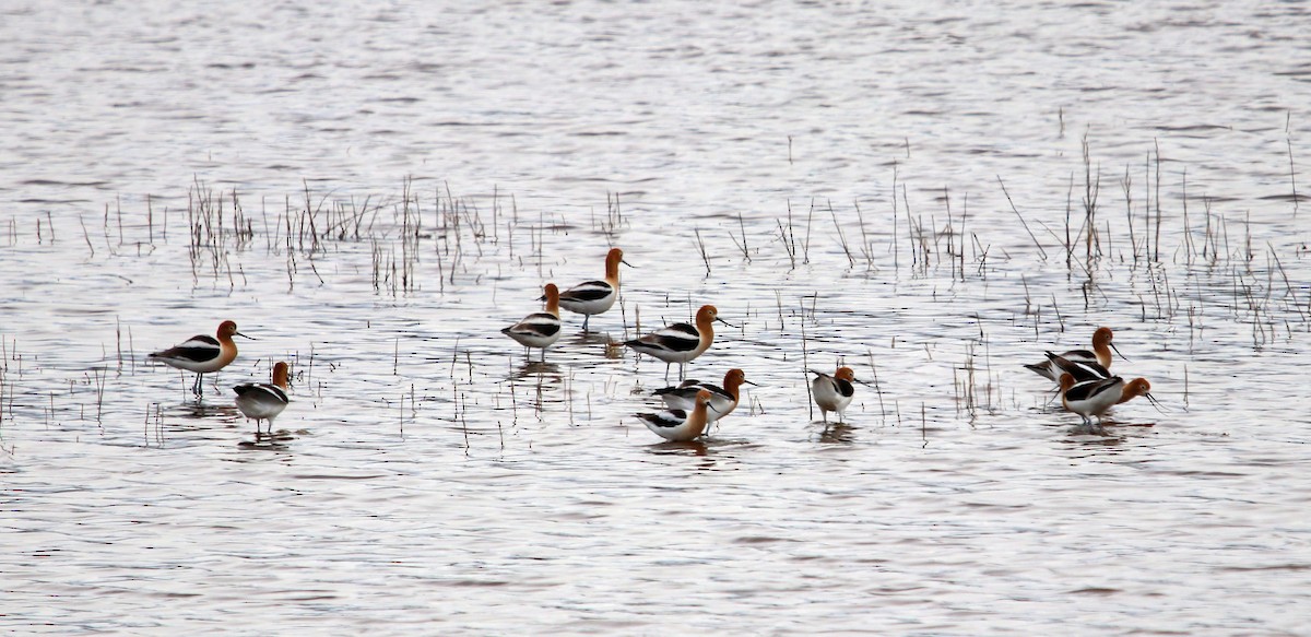 American Avocet - ML331081271