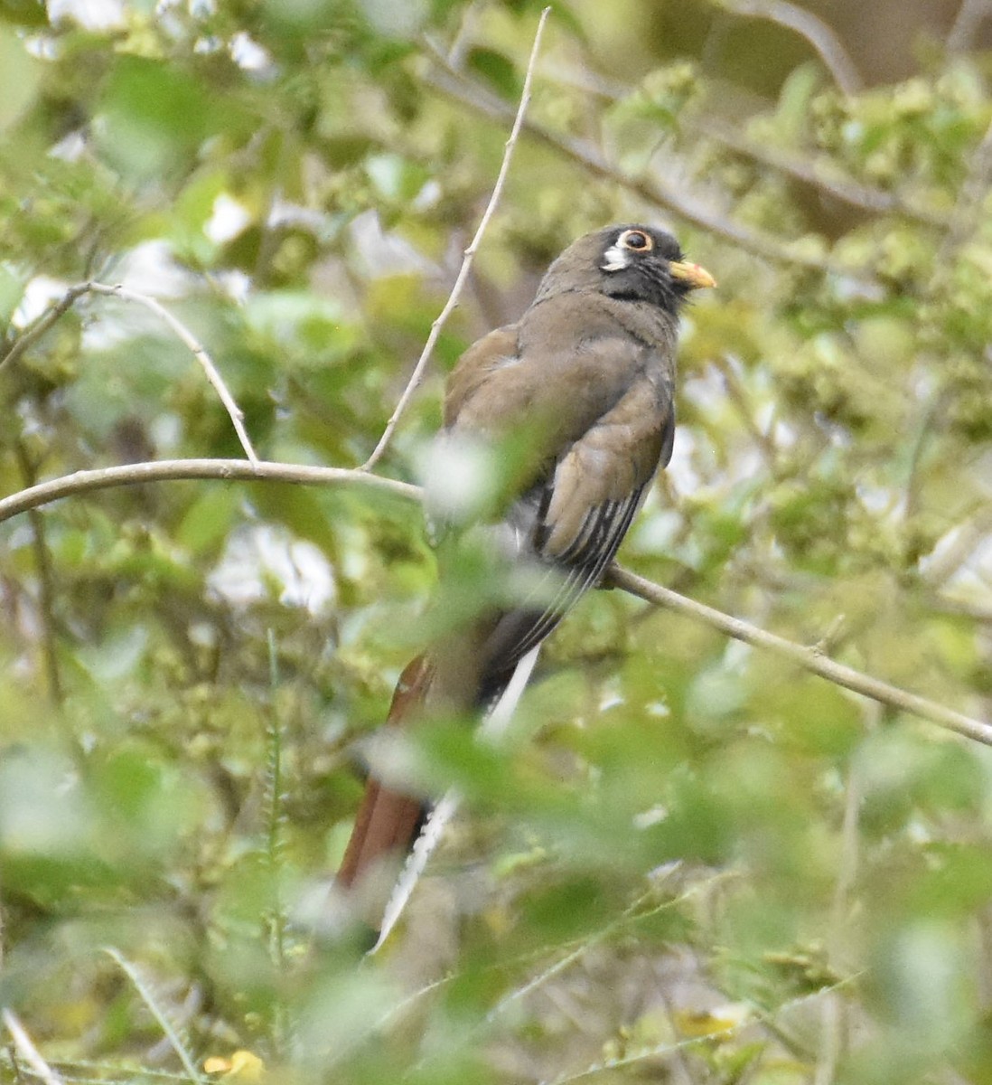 Elegant Trogon - ML331081781