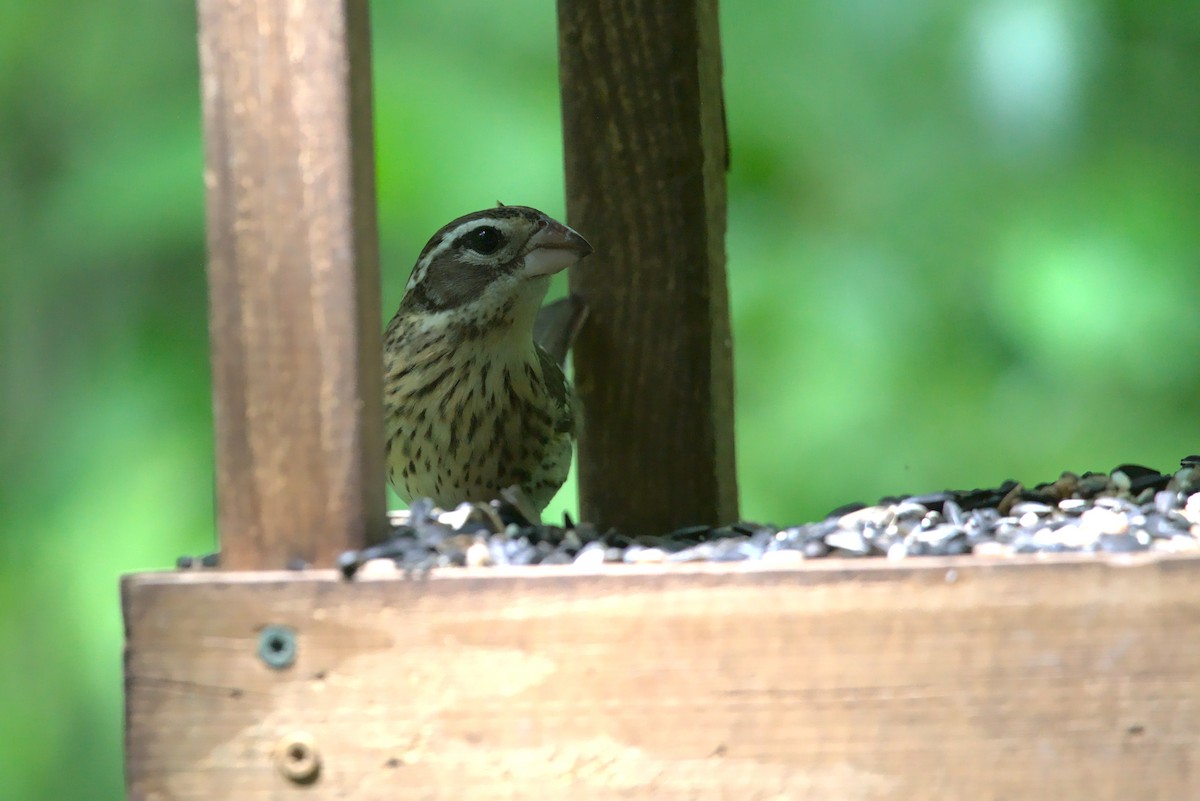 Rose-breasted Grosbeak - ML331083101