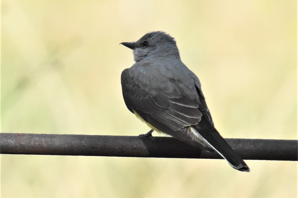 Western Kingbird - ML331083591