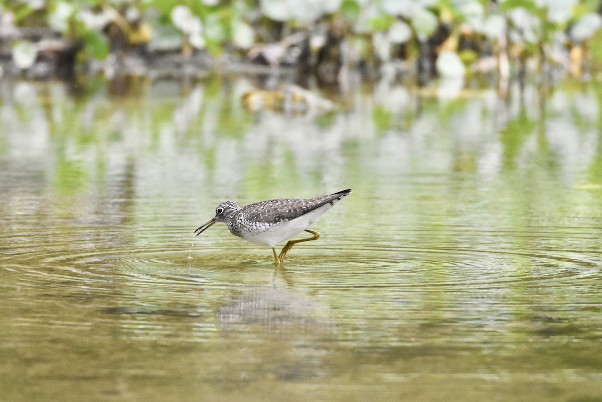 Solitary Sandpiper - Matthew Law