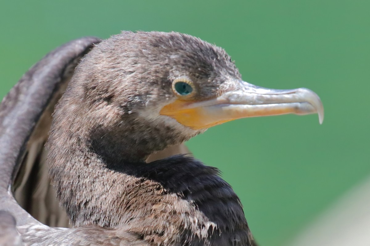 Cormoran vigua - ML331085981