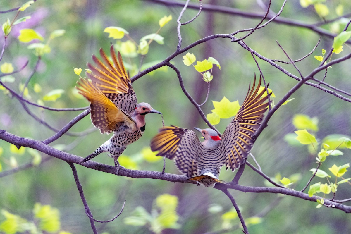 Northern Flicker (Yellow-shafted) - Theresa Brown