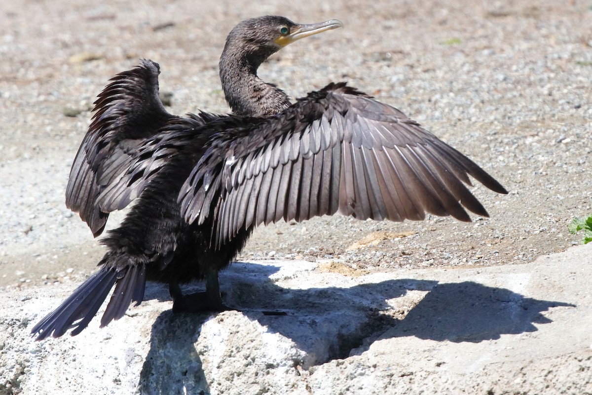 Cormoran vigua - ML331086041