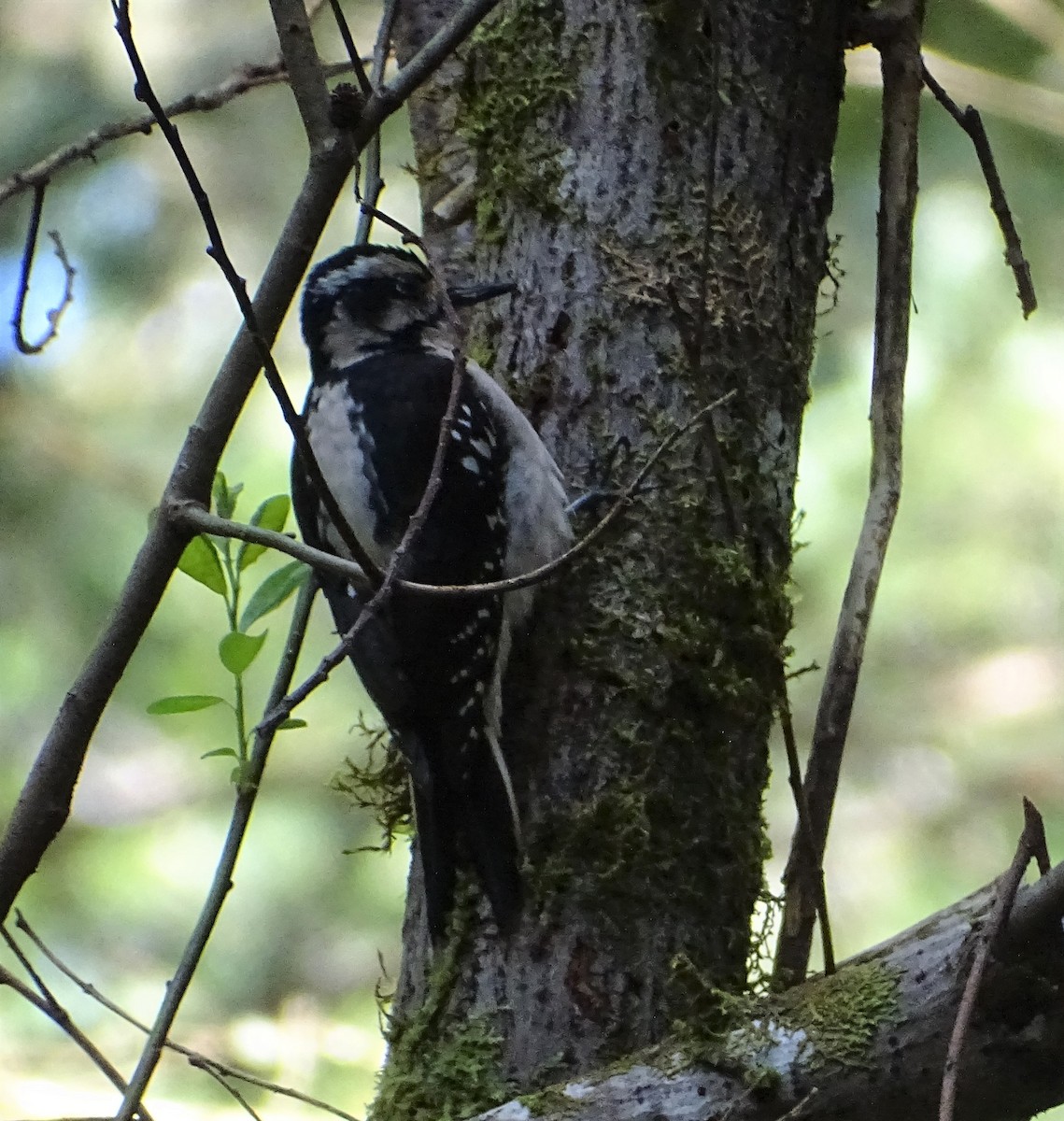 Hairy Woodpecker (Pacific) - ML331086341