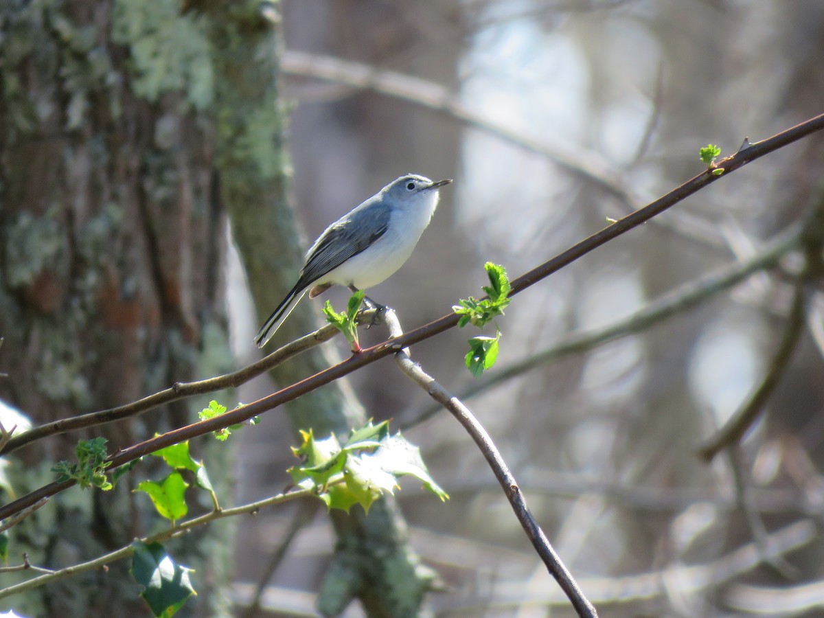 Blue-gray Gnatcatcher - ML331086831