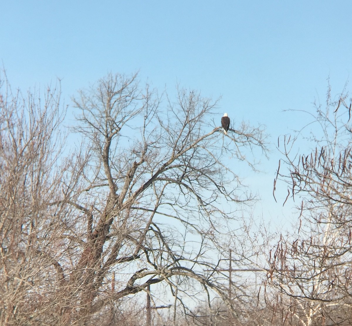 Bald Eagle - ML33108721