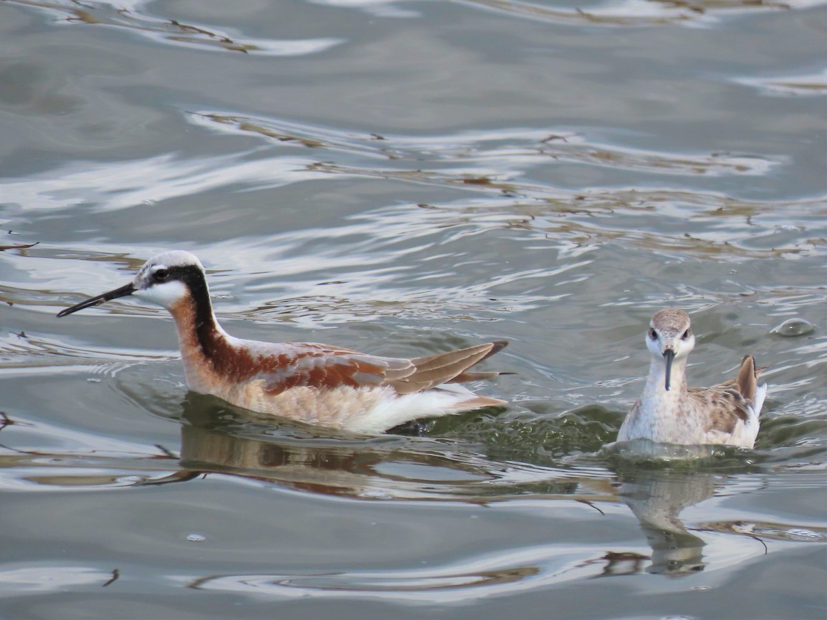 hvithalesvømmesnipe - ML331087731